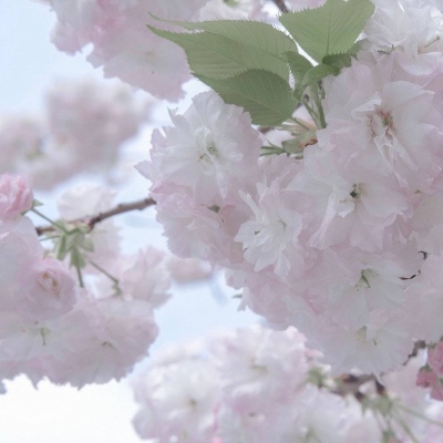 交口福瑞交流群